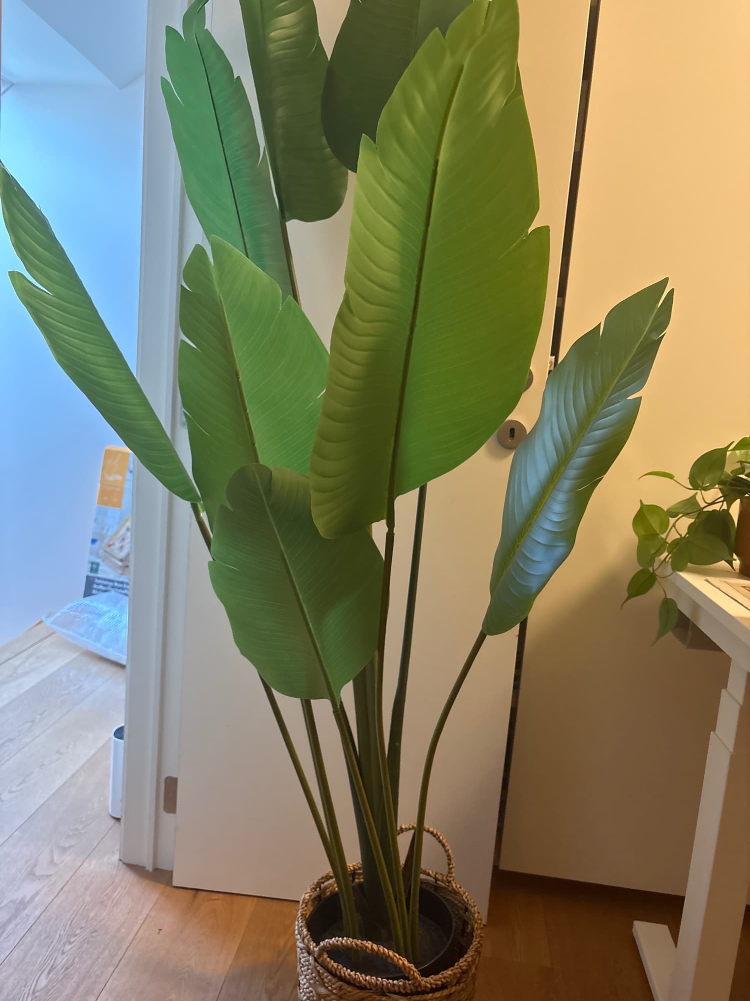FEJKA kunstplant, binnen/buiten/Paradijsvogelbloem, 23 cm