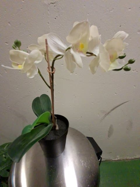 FEJKA artificial potted plant, Orchid white, 9 cm