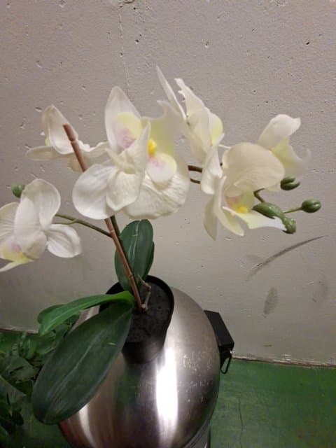 FEJKA artificial potted plant, Orchid white, 9 cm