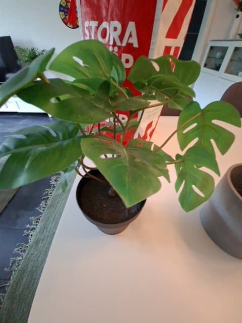 FEJKA artificial potted plant, in/outdoor Monstera, 12 cm