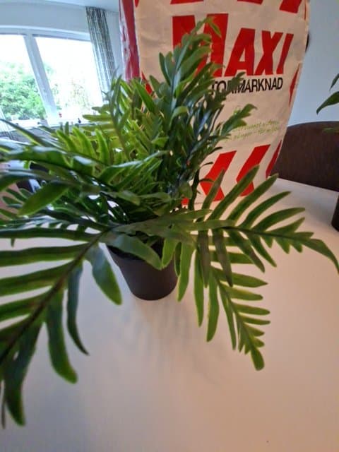 FEJKA artificial potted plant, in/outdoor fern, 9 cm