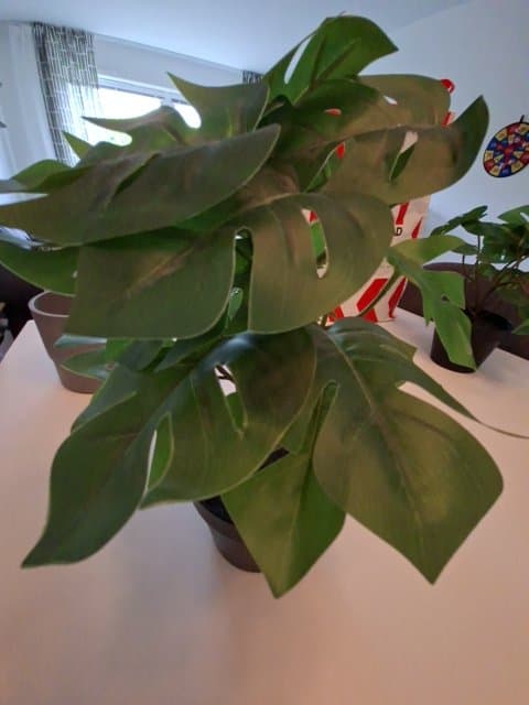 FEJKA artificial potted plant, in/outdoor Monstera, 12 cm
