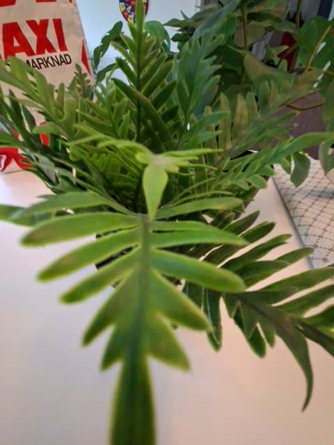 FEJKA artificial potted plant, in/outdoor fern, 9 cm