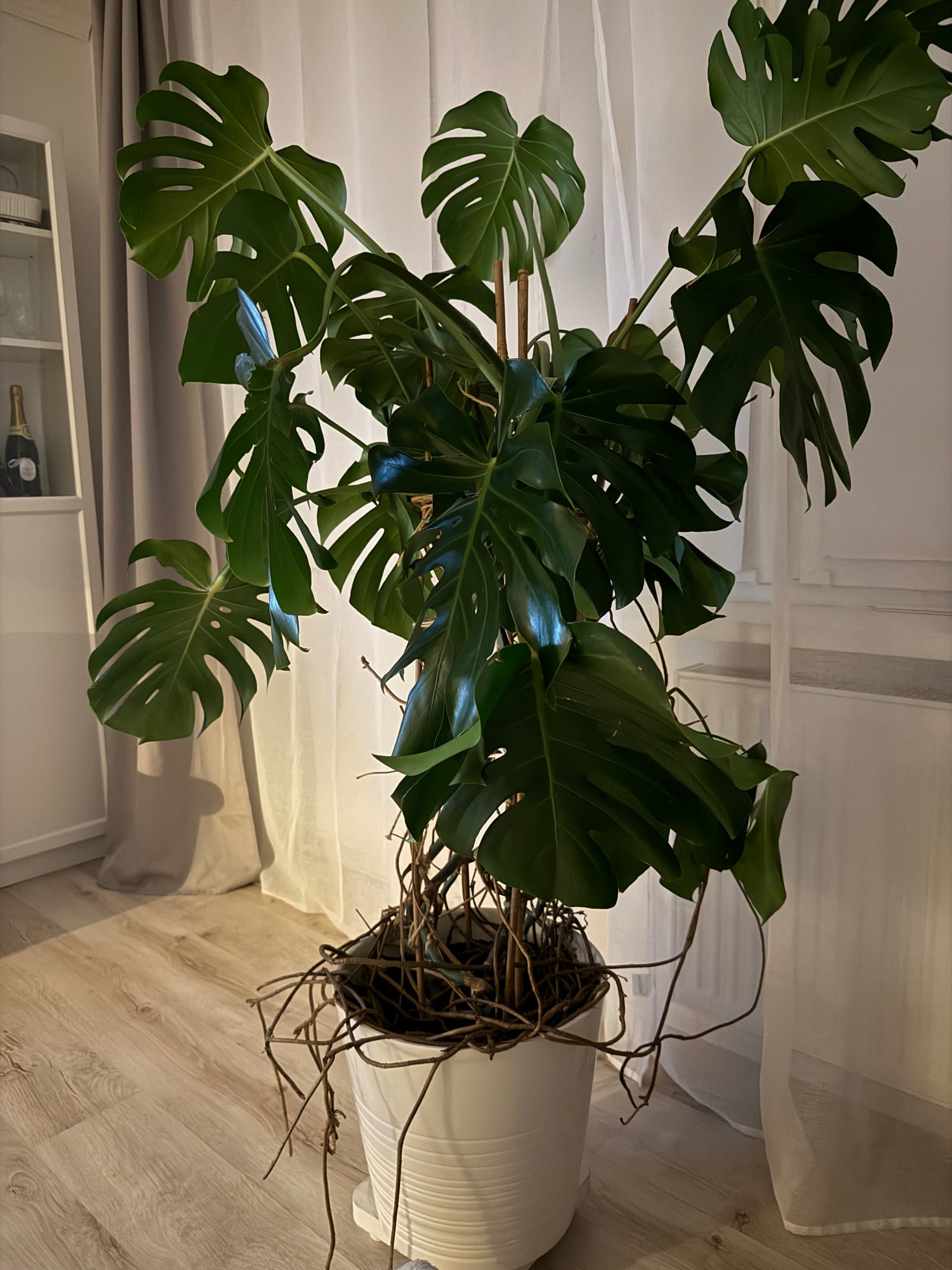 MONSTERA DELICIOSA roślina doniczkowa, monstera dziurawa, 12 cm