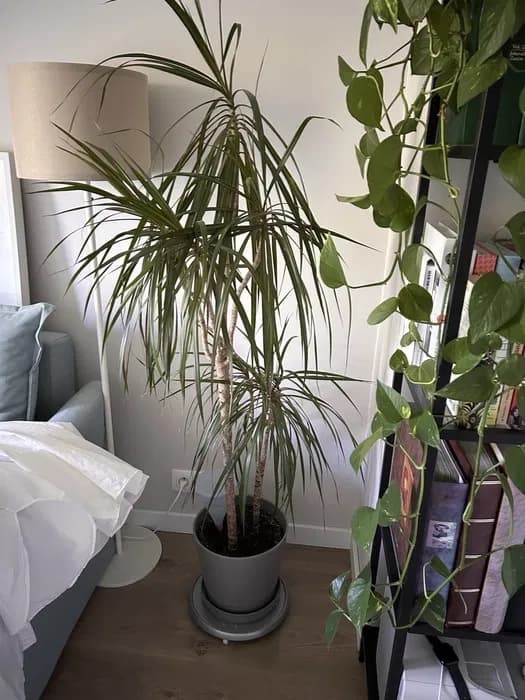 DRACAENA MARGINATA roślina doniczkowa, Drzewko smoka/4 łodygi, 27 cm