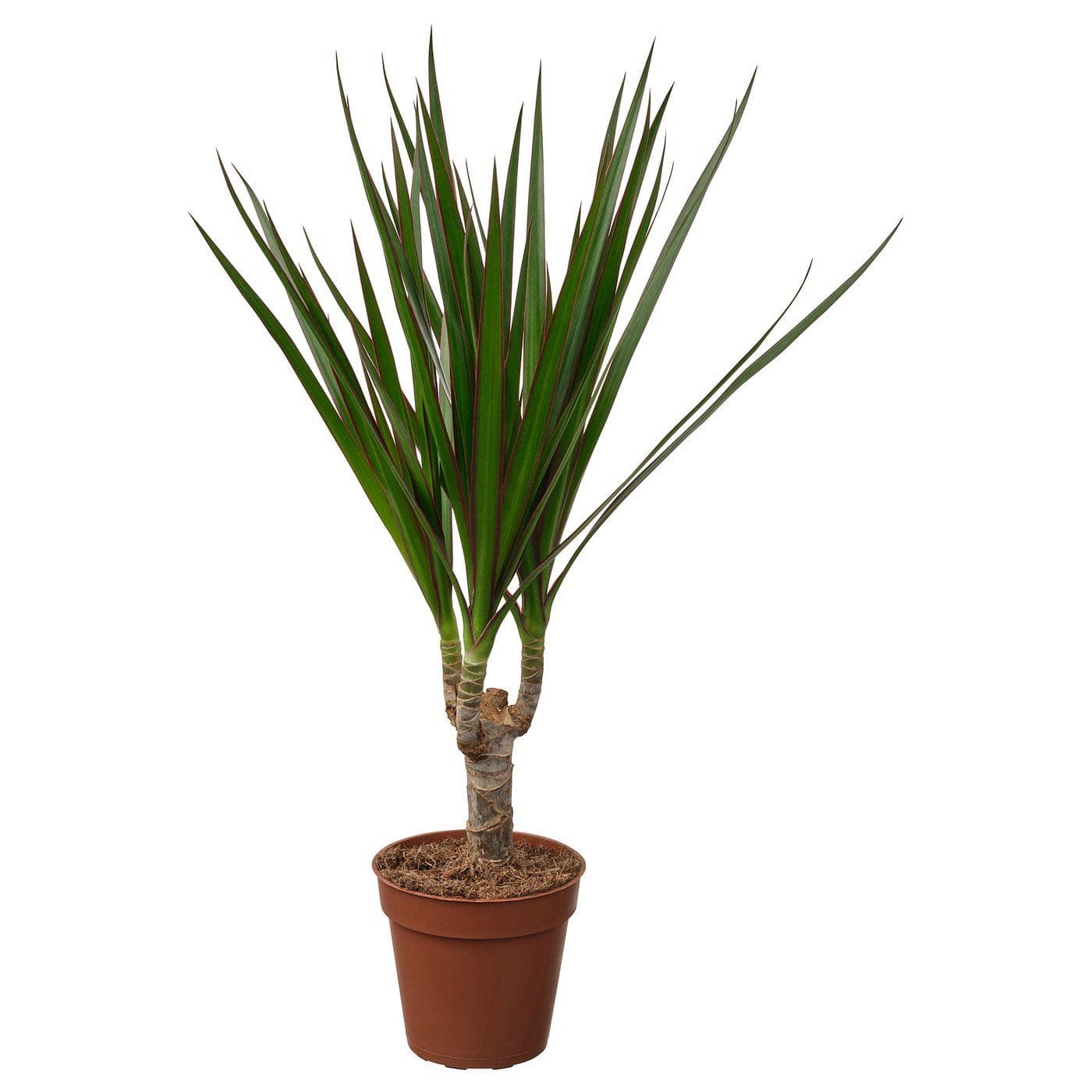 DRACAENA MARGINATA potted plant, Dragon tree, 9 cm